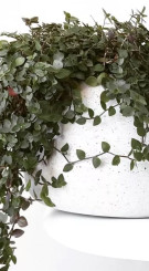 Рассада Каллизия P9 (ЗГ)