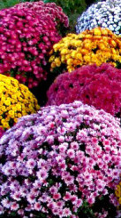 Рассада хризантемы группа Ditto в ассортименте в конт. Р9 (Д)