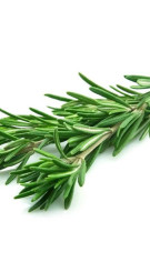 Растение Розмарин в конт. D10 (ЛФ)