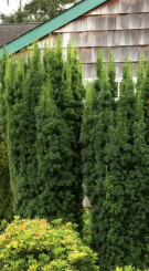 Саженец тиса ягодного Хикси (Taxus media Hicksii) в конт. С3 (Т)