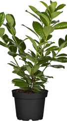 Саженец Лавровишня Новита (Prunus l. Novita) в конт.С3 (Т)