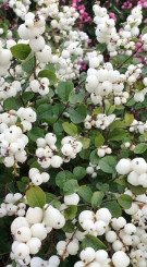 Саженец снежноягодника белого (Symphoricarpos albus) в конт. С3 (Т)