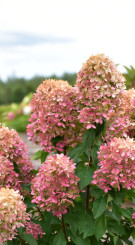 Саженец гортензии метельчатой Граффити (Hydrangea pan. ‘Graffiti) в конт. С7,5 (Т)