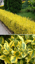 Саженец бирючины овальнолистной Ауреум (Ligustrum oval. 'Aureum) в конт. Р9 (Т)