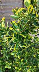 Саженец бересклета японского 'Ауреус' ('Луна') - Euonymus jap. 'Aureus' ('Luna') (Т)