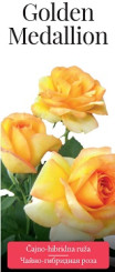 Розы саженцы чайно-гибр Golden Medallion