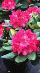 Саженец рододендрона гибридного микс в конт. С2 (Зеленый горизонт ФХ)