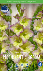 Гладиолус Moonlight Shadow (Lefeber)