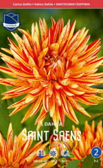 Георгина Saint Saens (Lefeber)