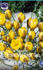Крокусы chrysanthus Gipsy Girl (Lefeber)