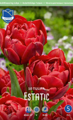 Тюльпаны Estatic (Lefeber)