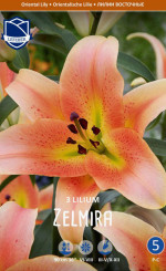 Лилия Zelmira (Lefeber)