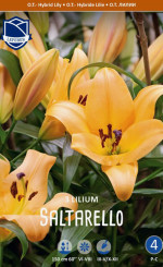 Лилия O.T. Saltarello (Lefeber)