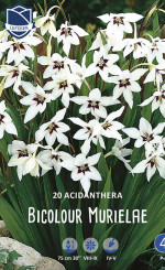 Ацидантера (Syn. Gladiolus callianthus) Murielae (Lefeber)