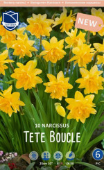 Нарциссы Tete Boucle (Lefeber)
