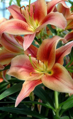 Лилия Montego Bay (Lefeber)