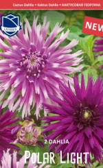 Георгина Polar Light (Combi packs) (Lefeber)