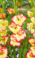 Гладиолус nanus Las Vegas (Lefeber)