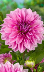 Георгина Lavender Perfection (Lefeber)