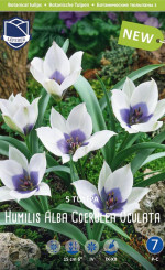 Тюльпаны humilis Alba Coerulea Oculata (Альба Коурелеа Окулята) (Lefeber)
