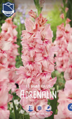 Гладиолус Adrenalin (Lefeber)
