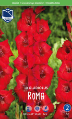 Гладиолус Roma (Lefeber)