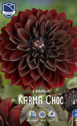 Георгина Karma Choc (Lefeber)