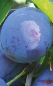 Саженец сливы Стенли, ОКС (НС)