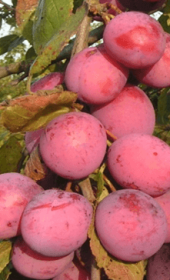 Саженец сливы Фаворито дель Султано, ОКС (НС)