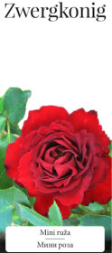 Розы саженцы миниатюрная Zwergkonig