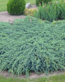 Саженец можжевельника чешуйчатого Blue Carpet 30см C2.5 (ЗГ)