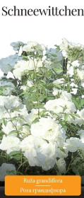 Розы саженцы грандифлора Schneewittchen