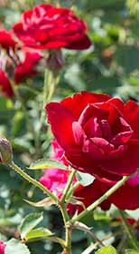 Розы саженцы флорибунда Lilli Marleen