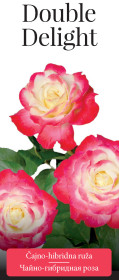 Розы саженцы чайно-гибр Double Delight