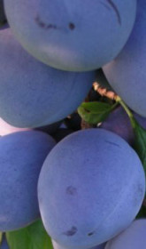 Саженец сливы Блюфри, ОКС (Новатор Сад КХ)