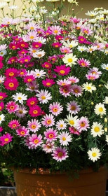 Растение Аргирантемум в конт. Р9 (ЗГ)