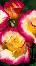 Розы саженцы на штамбе Double Delight