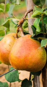 Саженец груши Вродлива, ОКС (НС)