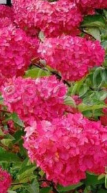 Саженец гортензии метельчатой Фрейзи мельба в конт. С2 (НС)