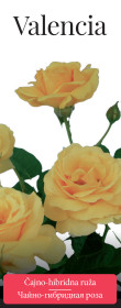Розы саженцы чайно-гибр Valencia