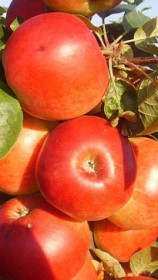 Саженец яблони Сябрына, ОКС (НС)