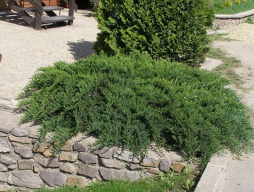 Саженец можжевельника казацкого Тамарицифолия (Tamariscifolia) 20-25см. С2.5 (ЗГ)