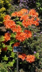 Саженец азалии Мандарин лайт в конт. С2 (НС)