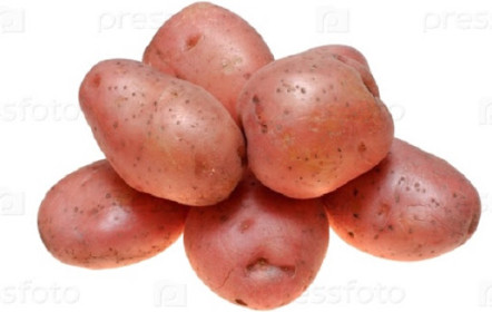 Картофель семенной Вектар ГЗИ