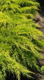 Саженец можжевельника среднего Золотая звезда в конт. С5 (НС)