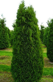 Саженец туи западной Холмструп в конт. С2 (Новатор Сад КХ)