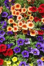 Растение Калибрахоа Р11 8-10см (ЗГ)