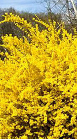 Саженец форсайтии (форзиция) Линвуд голд в контейнере С2 (КП)