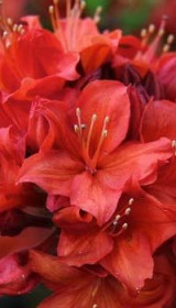 Саженец азалии Долоросо в конт. С2 (НС)