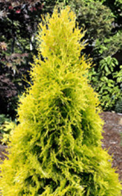 Саженец туи западной Голден Смарагд в конт. С2 (НС)